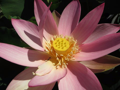 Wallis Creek Water Garden - Accommodation Directory 0