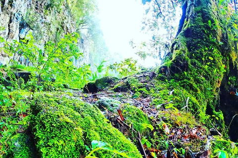 Rainforest & Waterfall Experience - Accommodation Directory 8