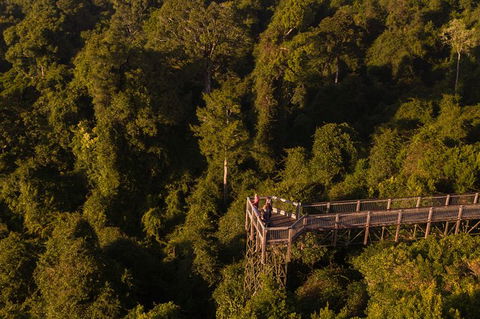 Rainforest & Waterfall Experience - Accommodation Directory 5