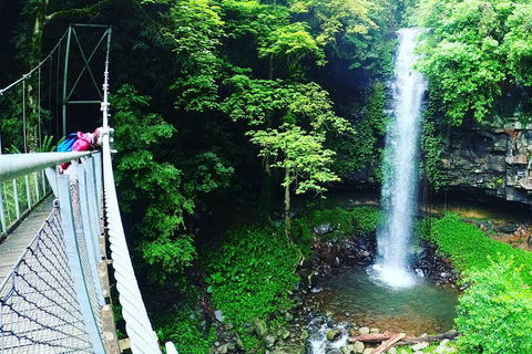 Rainforest & Waterfall Experience - Accommodation Directory 0