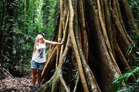 Rainforest & Waterfall Experience - Accommodation Directory 3