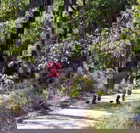 Forest Path Crooked Brook - Accommodation Directory