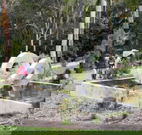 Maroochy Regional Bushland Botanic Garden - Accommodation Directory