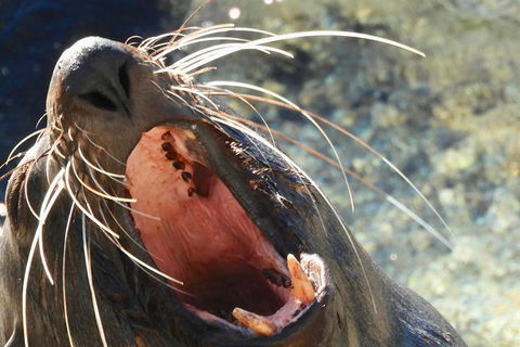 Narooma And Tilba Valley Private Tour - Accommodation Directory 0