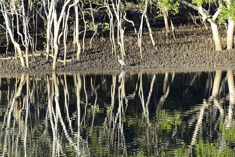 Sunset Eco Rainforest River Cruise - Accommodation Directory 3