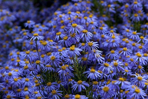 Blue Mountains Botanic Garden And Bilpin Tour From Katoomba With Cider Tasting - Accommodation Directory 3