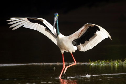 Daintree River - Private Photography Cruise - Accommodation Directory 0