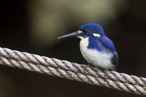 Daintree River - Private Photography Cruise - Accommodation Directory 1