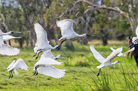 Reef, Wildlife & Rainforest - Reef & Beyond Guided Holidays - Accommodation Directory 1