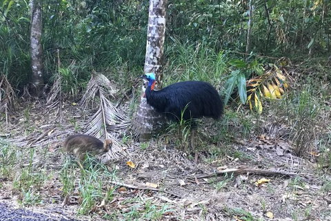 Daintree Luxury Limousine Tour - Full Day - Accommodation Directory 8