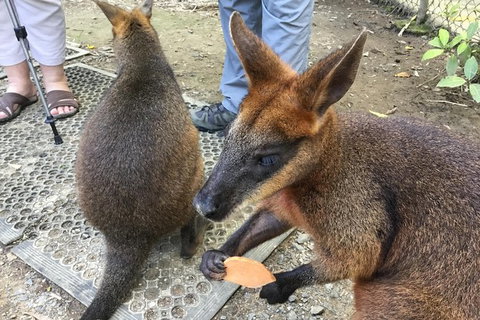Daintree Luxury Limousine Tour - Full Day - Accommodation Directory 7