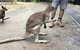 Daintree Luxury Limousine Tour - Full Day - thumb 10