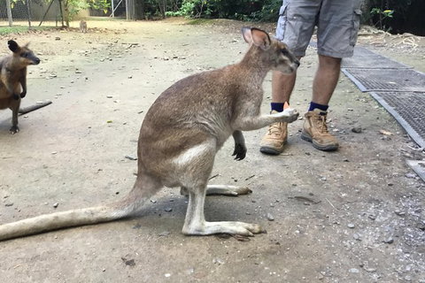 Daintree Luxury Limousine Tour - Full Day - Accommodation Directory 10