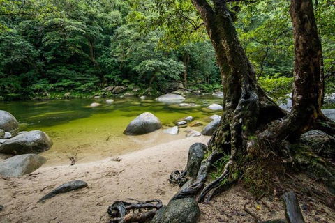 Port Douglas Daintree National Park Boutique Full-Day Tour - Accommodation Directory 5