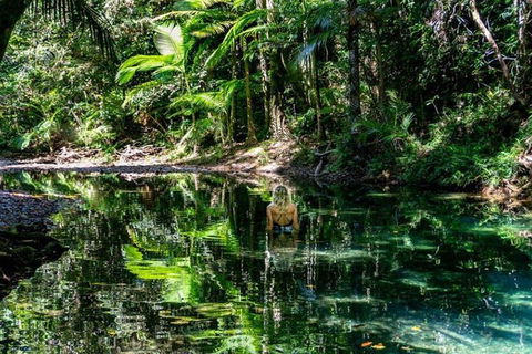 Port Douglas Daintree National Park Boutique Full-Day Tour - Accommodation Directory 4
