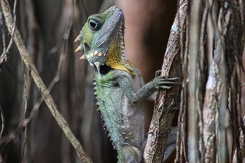 Mossman Gorge Adventure Day - Accommodation Directory 3