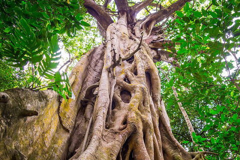 Mossman Gorge Adventure Day - Accommodation Directory 5