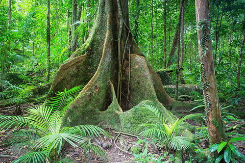 Mossman Gorge Adventure Day - Accommodation Directory 1