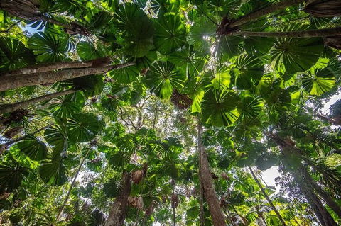 5 Day Australia Retreat: Queensland Daintree - Accommodation Directory 4