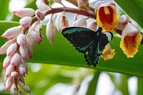 Australian Butterfly Sanctuary- Virtual Interactive Tour With Private Guide - Accommodation Directory 0