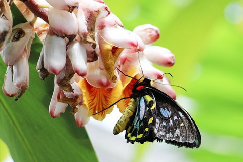 Australian Butterfly Sanctuary- Virtual Interactive Tour With Private Guide - Accommodation Directory 7