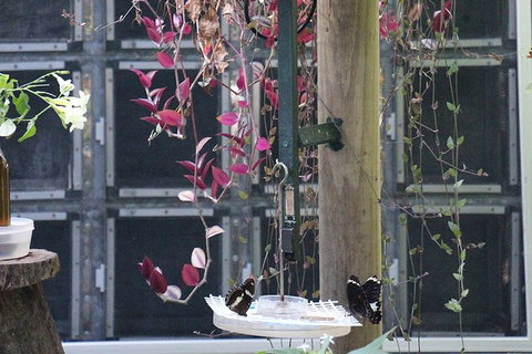 Australian Butterfly Sanctuary- Virtual Interactive Tour With Private Guide - Accommodation Directory 6