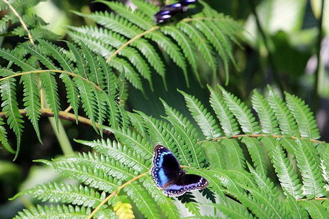 Australian Butterfly Sanctuary- Virtual Interactive Tour With Private Guide - Accommodation Directory 3