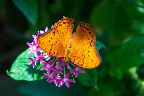 Australian Butterfly Sanctuary- Virtual Interactive Tour With Private Guide - Accommodation Directory 1