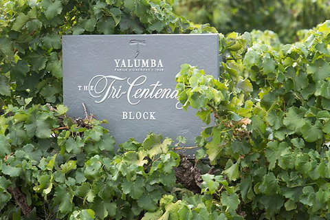 Yalumba Nursery & Grenache Discovery Tour + Platter Lunch - Accommodation Directory 0