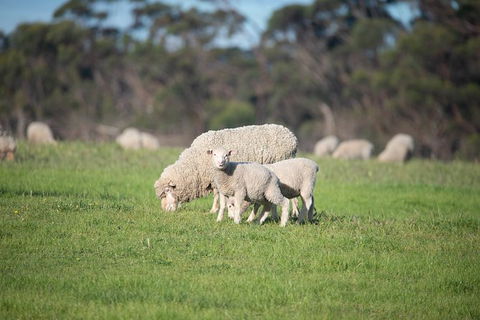 Fine Flavours - Full Day Kangaroo Island Food & Wine Tour - Accommodation Directory 9