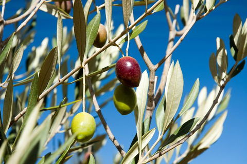 Fine Flavours - Full Day Kangaroo Island Food & Wine Tour - Accommodation Directory 3
