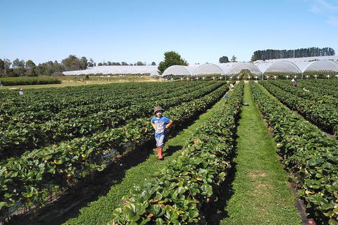 Tamar Valley Food And Wine Boutique Tours - Accommodation Directory 21