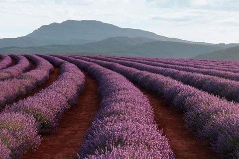 Tamar Valley Food And Wine Boutique Tours - Accommodation Directory 1