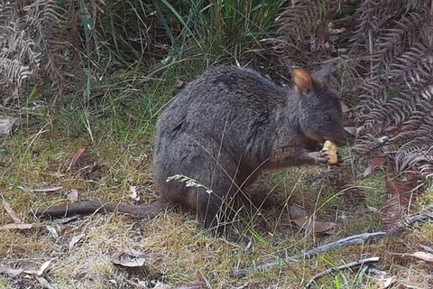 Cruise Ship Excursion: NW Tassie Coastal Explorer - Accommodation Directory 5