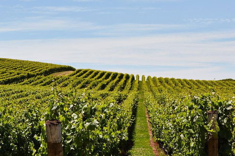 Launceston Wine & Sightseeing Tours - Accommodation Directory 3