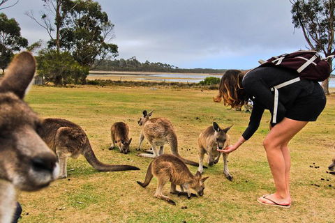 4-Day Fabulous Tasmania Tour: Wineglass Bay, Port Arthur, Devils & Bruny Island - Accommodation Directory 5