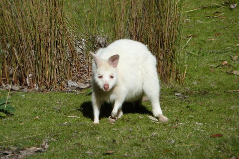 4-Day Fabulous Tasmania Tour: Wineglass Bay, Port Arthur, Devils & Bruny Island - Accommodation Directory 2