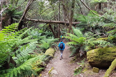 Mt. Wellington Morning Hike + Afternoon Beer & History Walk - Accommodation Directory 7
