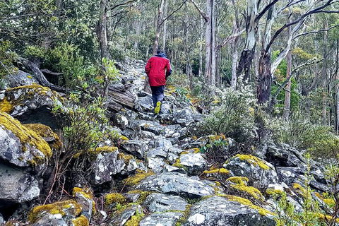 Mt. Wellington Morning Hike + Afternoon Beer & History Walk - Accommodation Directory 8