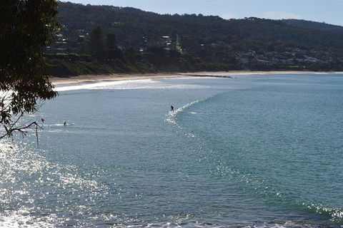 PRIVATE Great Ocean Road Tour And 12 Apostles With Wildlife Spotting - Accommodation Directory 6