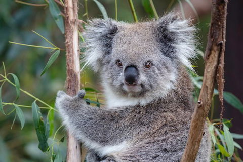 PRIVATE Great Ocean Road Tour And 12 Apostles With Wildlife Spotting - Accommodation Directory 7