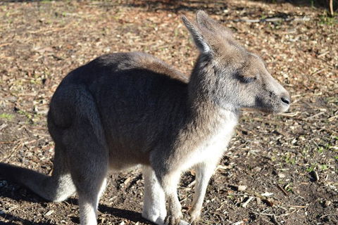 PRIVATE Great Ocean Road Tour And 12 Apostles With Wildlife Spotting - Accommodation Directory 2