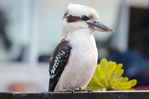 PRIVATE Great Ocean Road Tour And 12 Apostles With Wildlife Spotting - Accommodation Directory 9