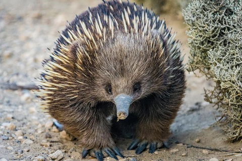 The Great Ocean Road 1 Day Private Sunset Tour - Accommodation Directory 2