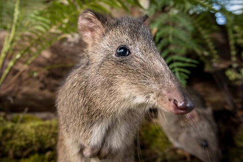 Walk With Wildlife: Guided Tour In Great Ocean Road - Accommodation Directory 1