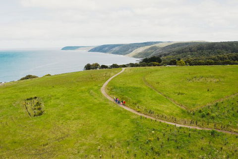 Walk With Wildlife: Guided Tour In Great Ocean Road - Accommodation Directory 3