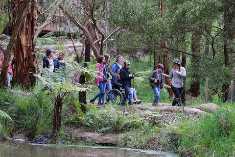 Walk With Wildlife: Guided Tour In Great Ocean Road - Accommodation Directory 4