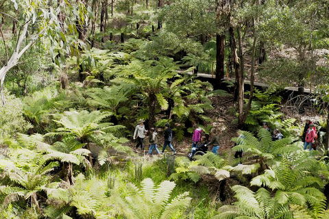 Walk With Wildlife: Guided Tour In Great Ocean Road - Accommodation Directory 6