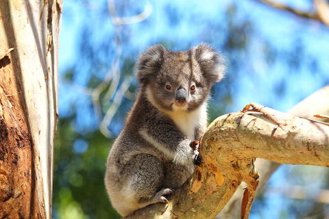 Walk With Wildlife: Guided Tour In Great Ocean Road - Accommodation Directory 2