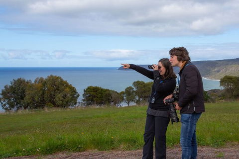 Walk With Wildlife: Guided Tour In Great Ocean Road - Accommodation Directory 5